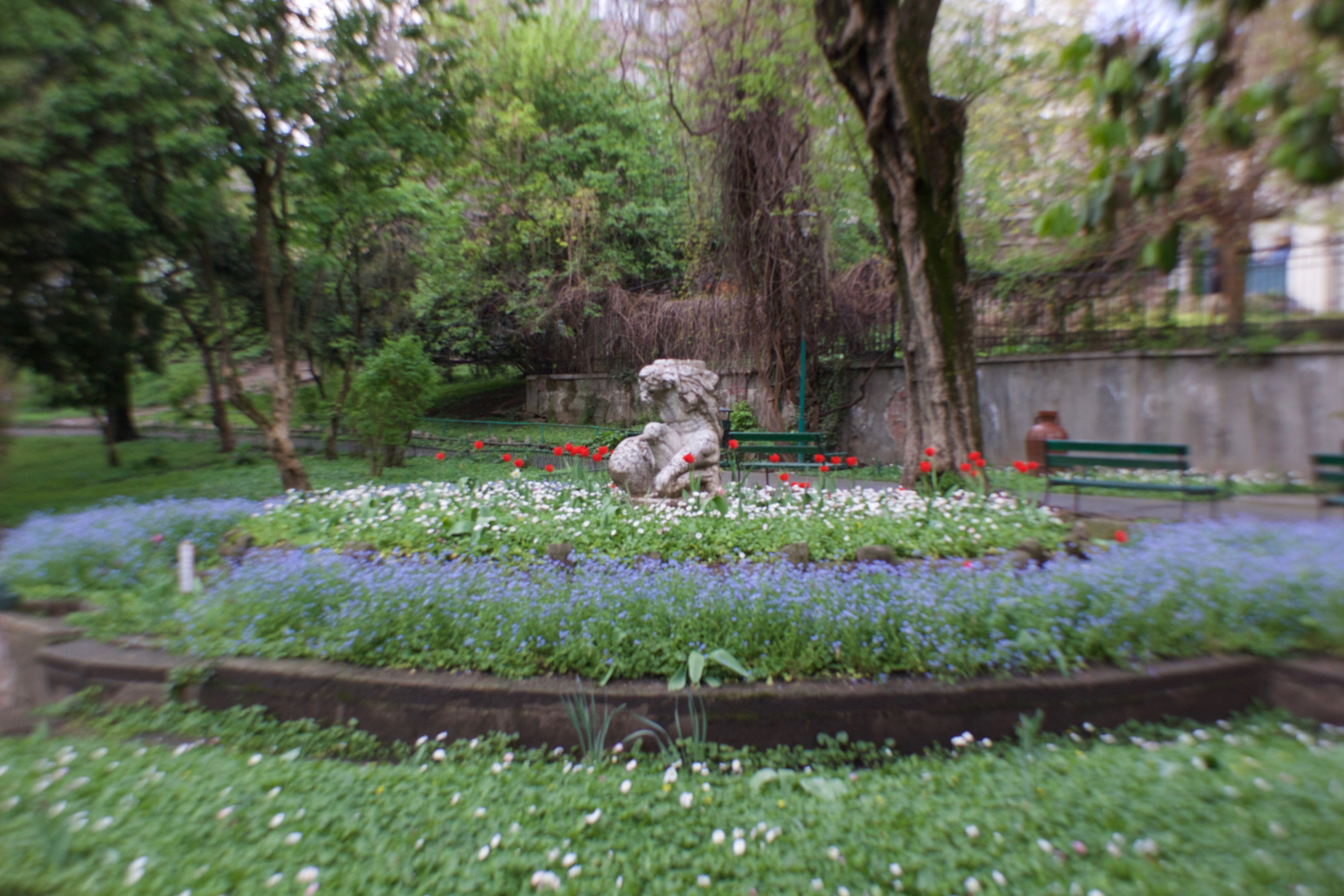 Frail spring blooms in Cismigiu Gardens