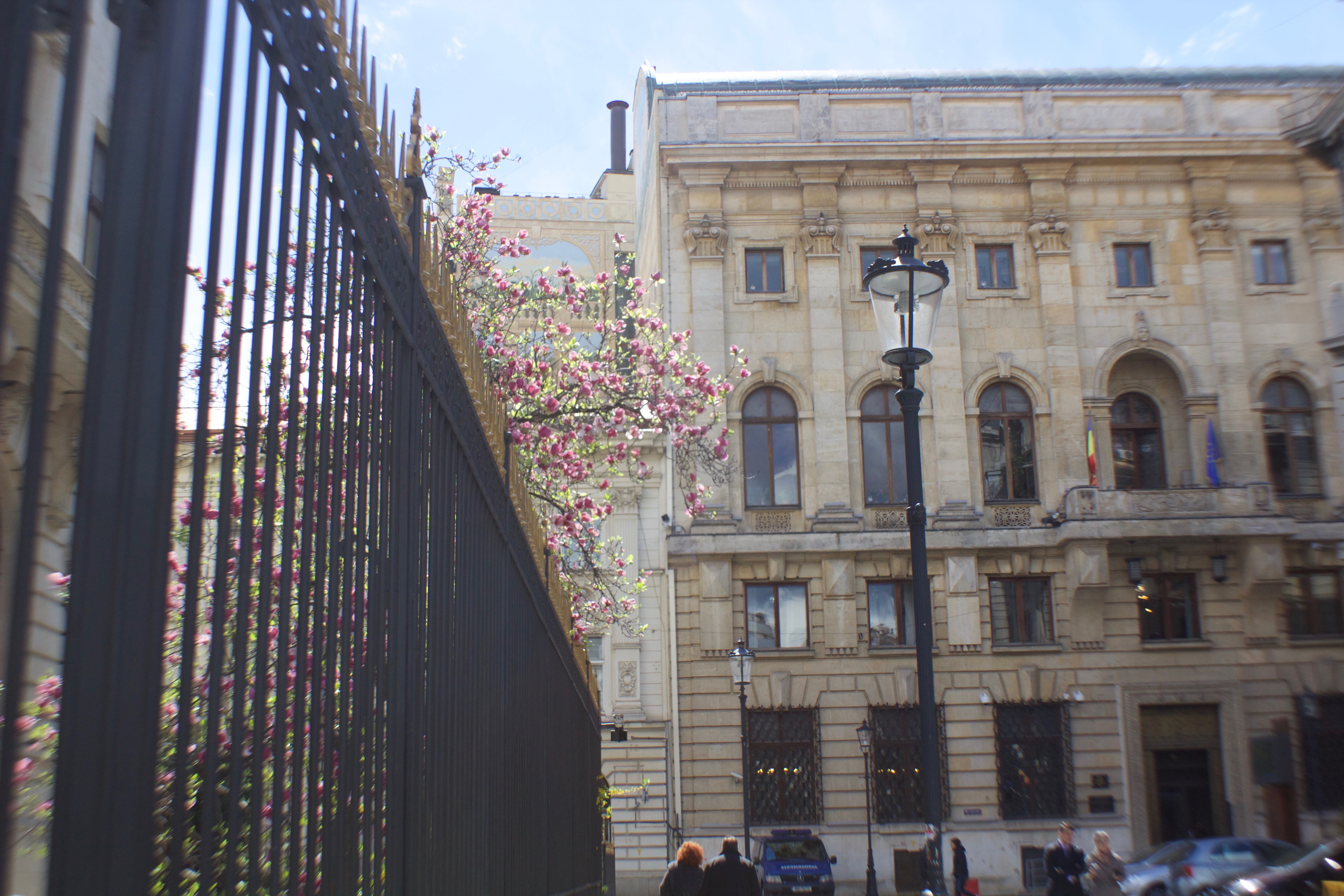 A flowering tree in the Old Town district