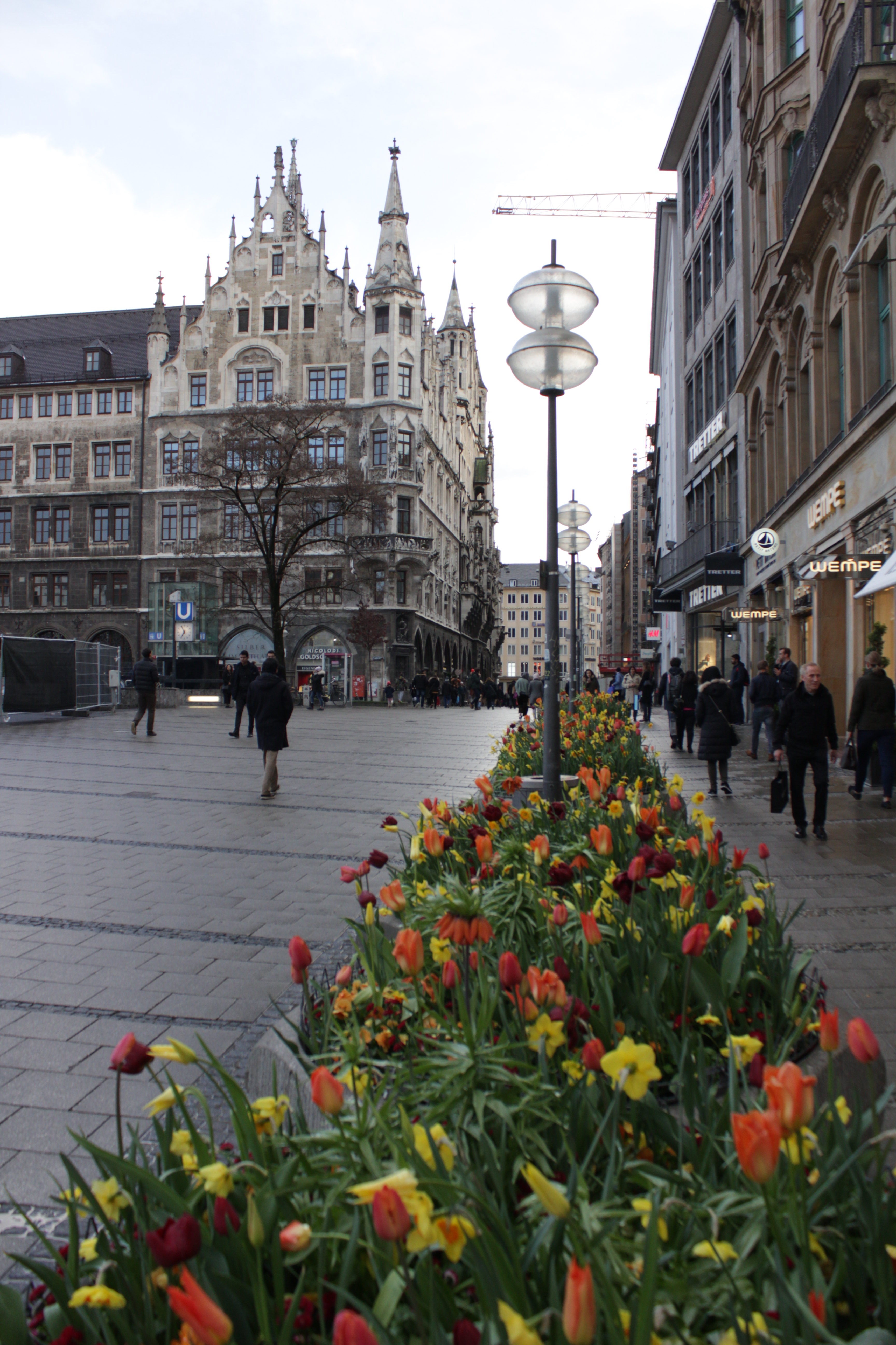 Blooming tulips near Marienplatz