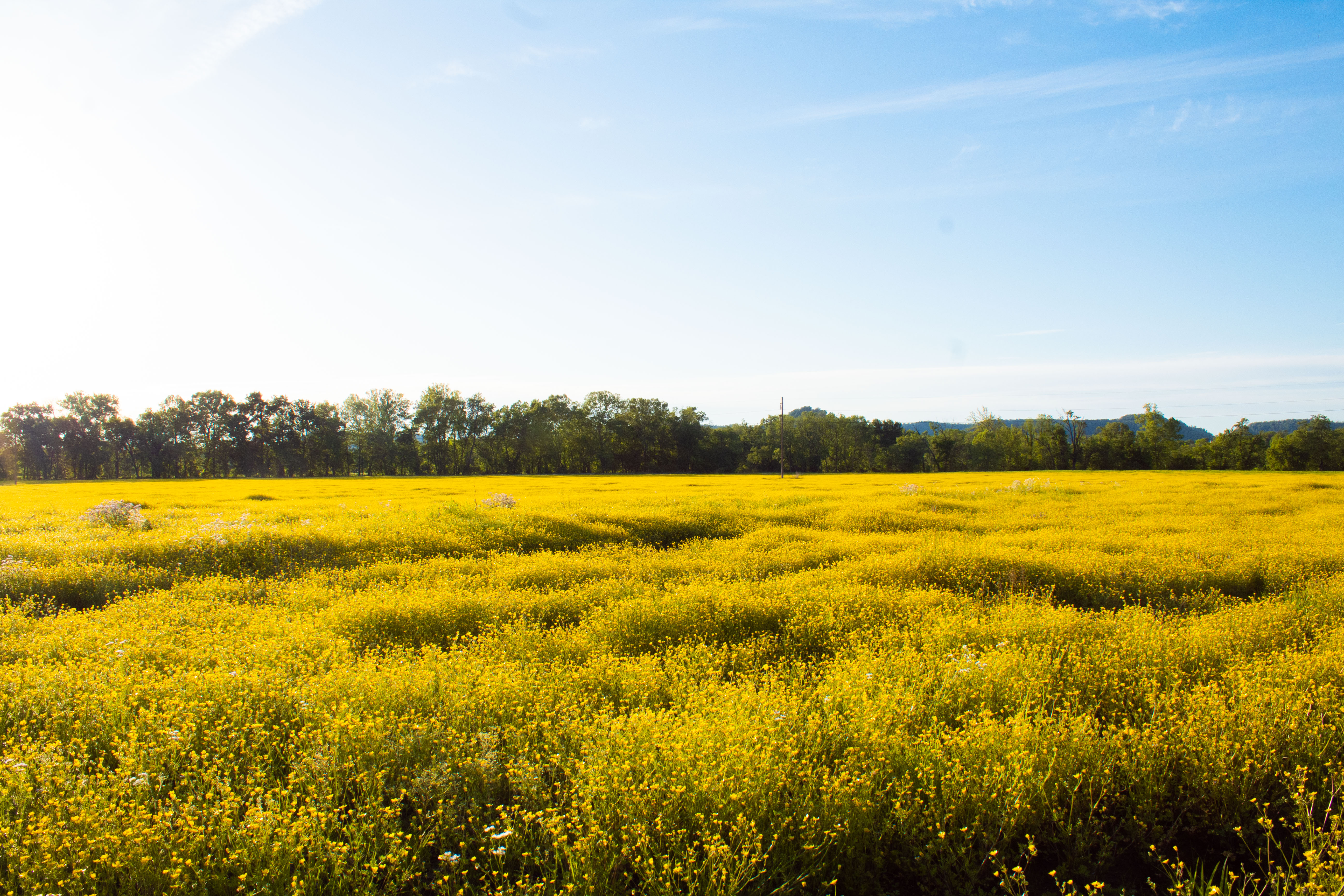 Golden Fields