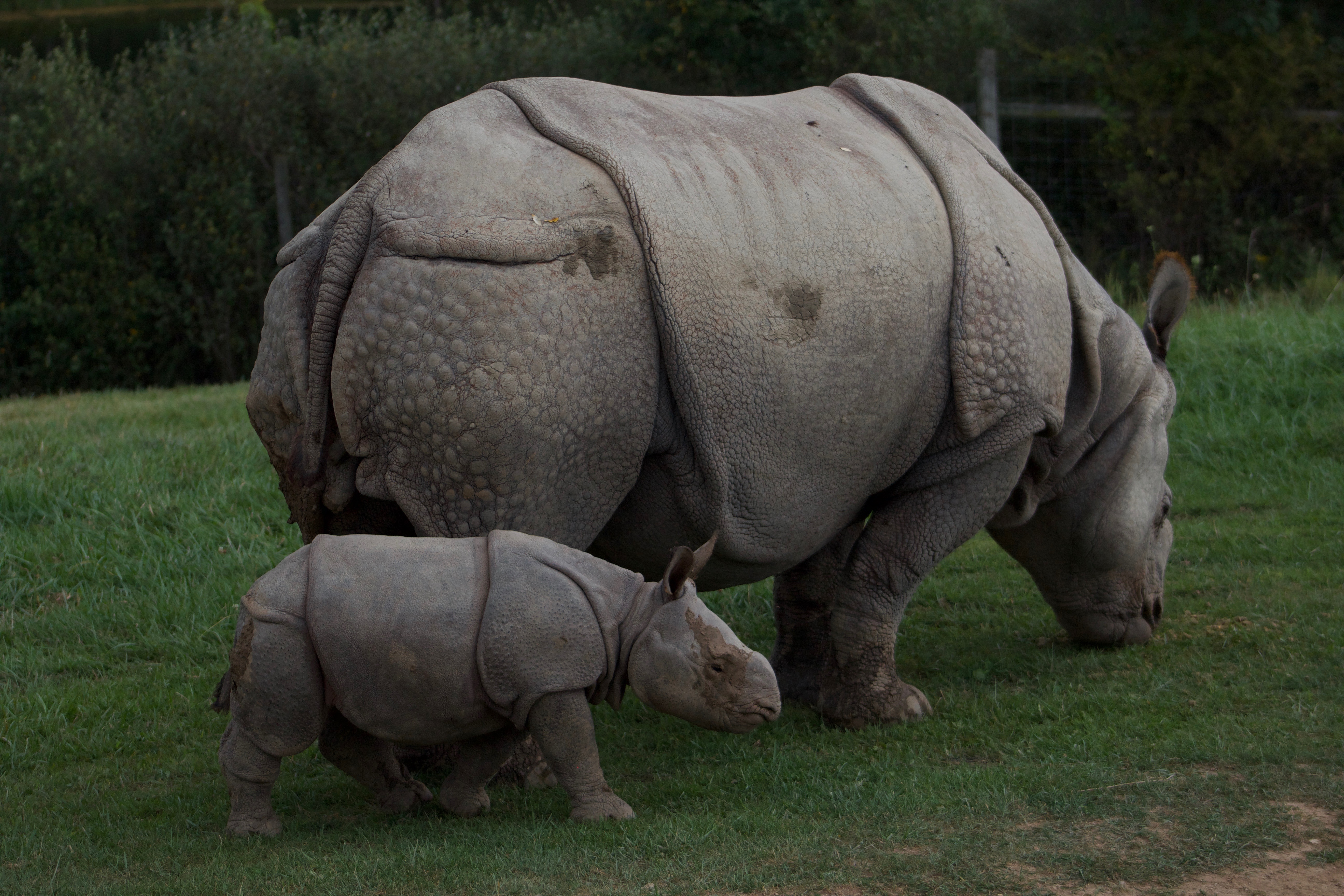 A Greater One-Horned Asian Rhino and her two week old calf