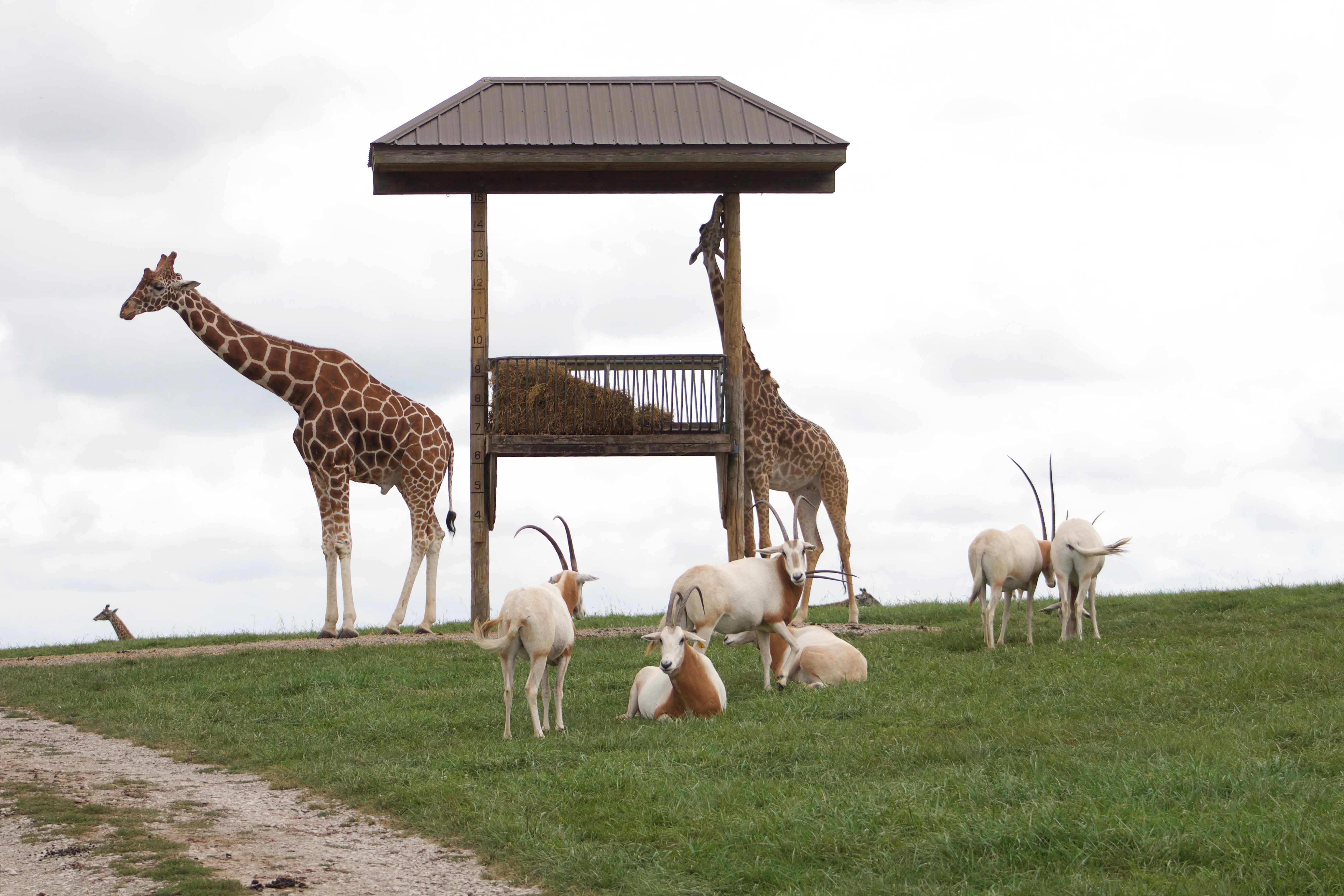 Giraffes feeding and Scimitar Horned Oxes together, in the same pasture