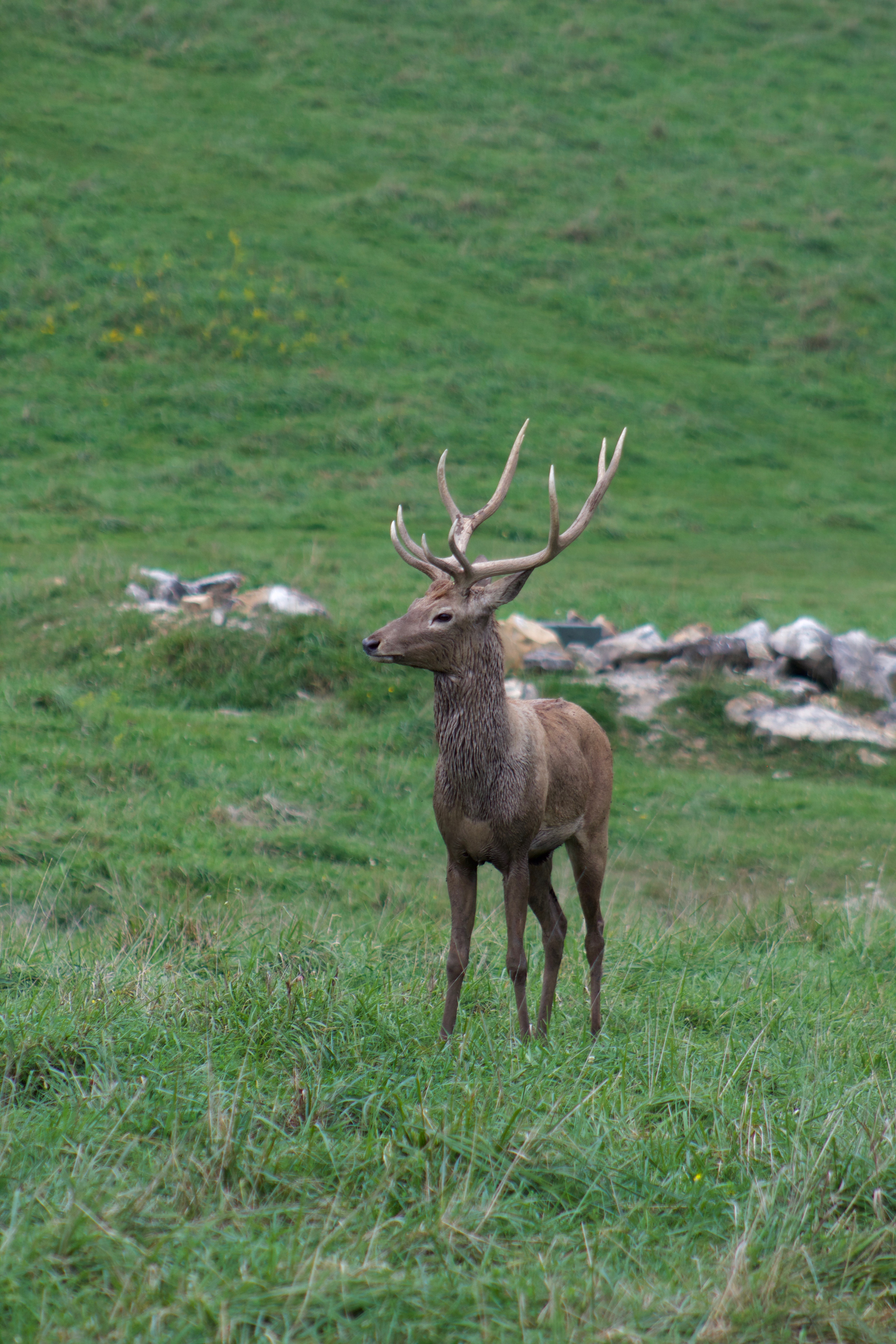 A Pere David's deer buck 