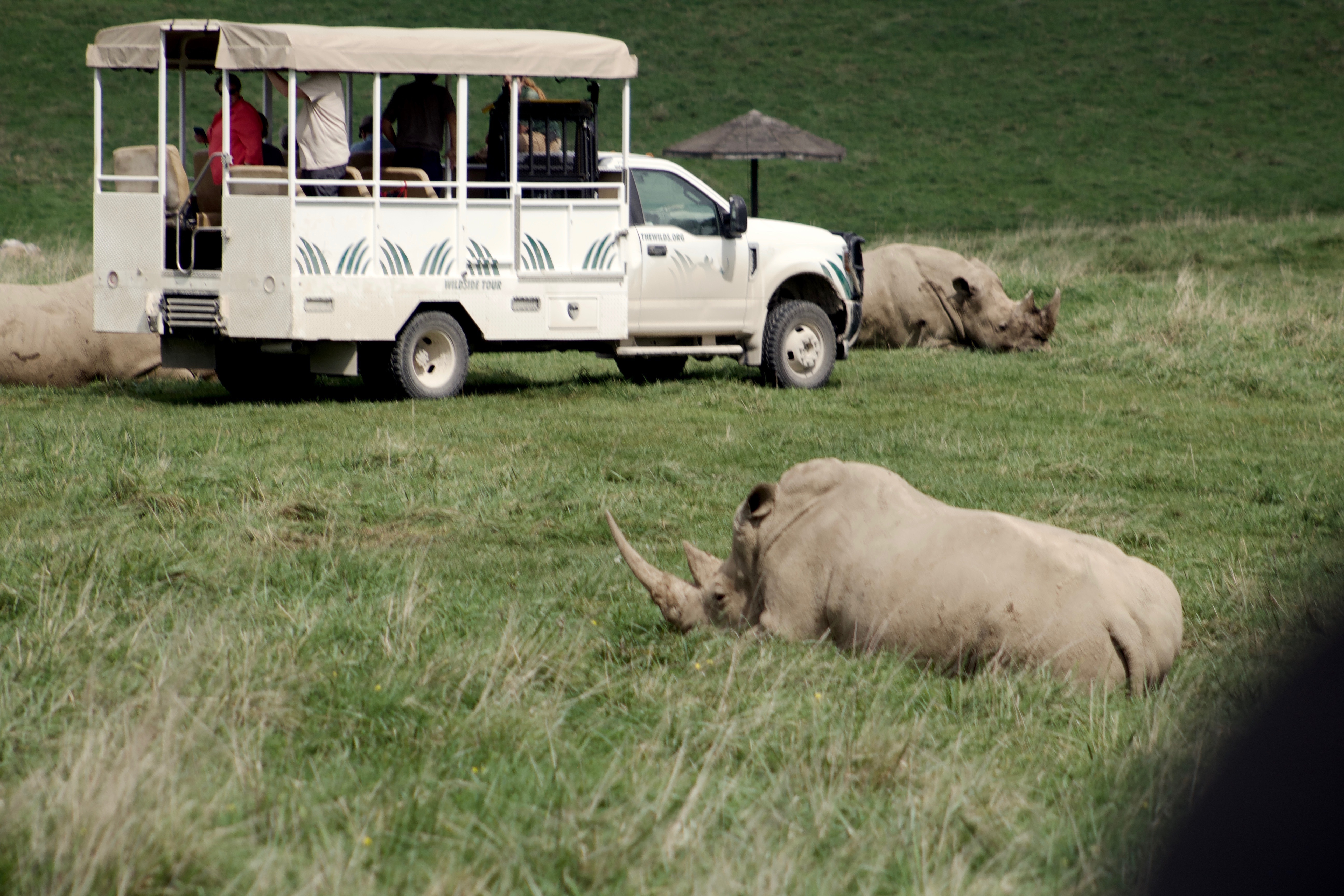 The open-air safari buses, which show the attention to detail that the Wilds has shown to providing an authentic safari tour 