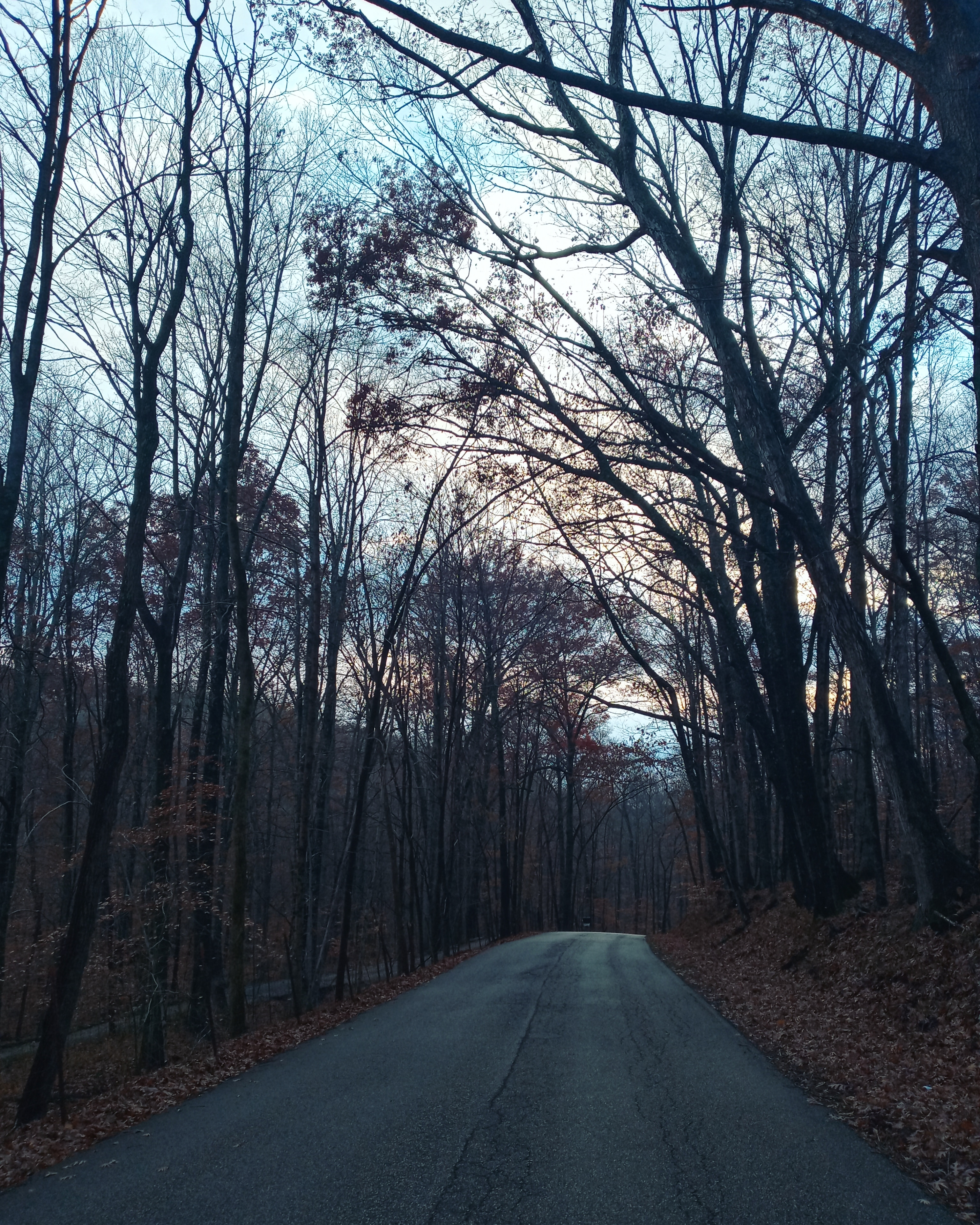 Woods in November, Indiana