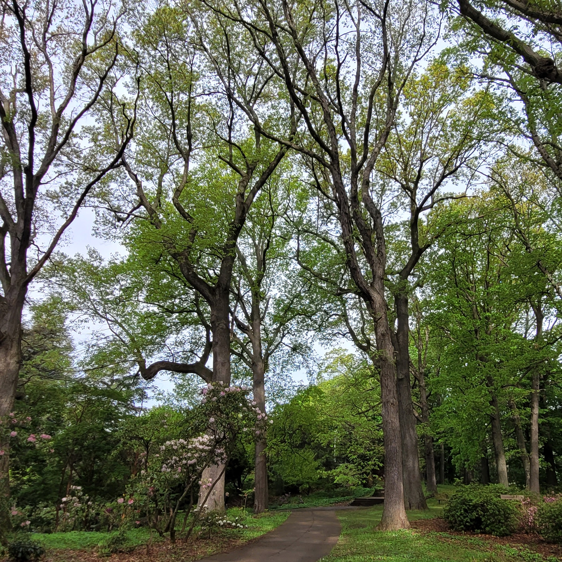 One of the old, tree-lined walking paths in Highland Park, established in 1883. 